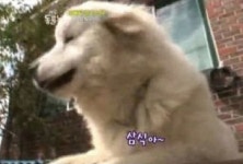 강아지 삼식이 구타한 제빵왕김탁구 제작진?, 시청거부까지