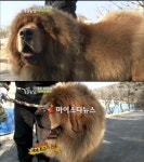동물농장, 28억원 中 국견 장오 선보여…네티즌 개팔자가 상팔자네