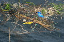 서해바다 쓰레기, 바다거북·고래 위협