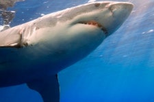 6m 초대형 백상어, 물고기 어망에 1톤 백상어 죽은 채 발견돼