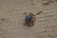 신종 보라색 게 필리핀에서 발견, “선명한 몸색상은 동종식별역할”