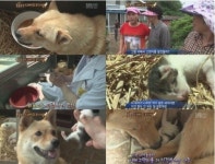 고양이 낳은 개 유전자 ‘거짓’, “염색체 개수부터 달라”