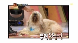 최고 몸값 개 등장, 삽살개가 무려 2억! ‘깜짝’