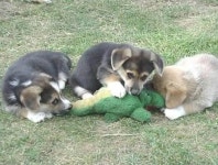 악어에 맞선 강아지, “세 마리가 동시에 공격?”..귀여운 반전에 웃음
