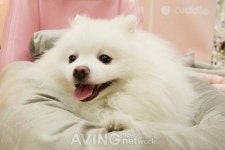 [영상] 반려동물 위한 최고의 선택, 2018 스탠바이펫쇼 현장스케치