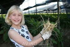 [K-Festival 2019] 인삼의 본고장 충청남도 금산군서 제38회 금산인삼축제 소개한다