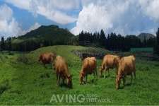 [GITEX 2019 영상] 팜프로, 가축의 실시간 건강정보를 제공하는 IOT기기 팜프로 선보일 예정