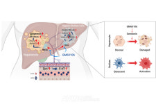 제이디바이오사이언스, BIO KOREA 2023서 간 섬유화 억제 가능한 치료제 후보물질 GM-60106 알린다... 안전하게 경구 복용 가능!