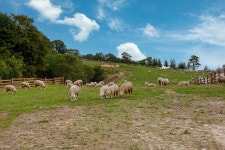 [황민주의 보안에세이] ‘양치기 소년과 늑대’ 이야기의 교훈, 거짓말을 하면 안 된다?