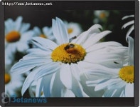 19인치를 찾는다면! 메이인터내셔날 로즈 901