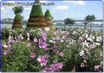 양화 한강공원, 나라꽃 무궁화 전시회 개최