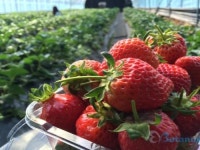 딸기 농장에 IoT 도입하니 이런 변화가...