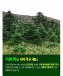 [카드뉴스] 전세계인이 좋아하는 구상나무. 우리가 지켜요
