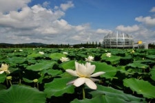 무안군 회산백련지, 12일부터 4일간 제21회 연꽃축제 개최