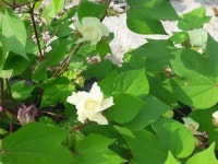 목포시. 고하도에 육지면 최초 실험재배 성공