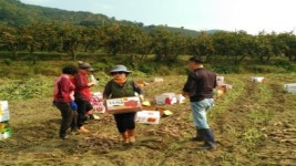 순천 서면 새마을부녀회 손수 키운 고구마 경로당에 전달