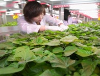 해남군, 고품질 고구마 생산 나서