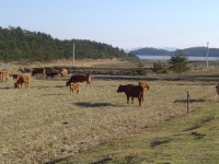 신안군, 전남도 녹색축산 시책 평가 최우수상 수상