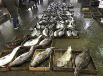 연근해 어획량 2년 연속 100만t 미달…수협,22억원 투입해 바다살리기 나선다