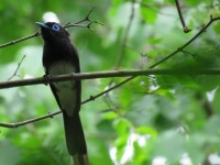 주왕산국립공원, 10년만에 생물종수 1.85배 증가