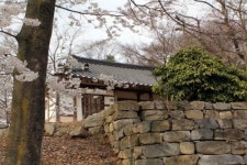 [익산의 봄] 우리 꽃길만 걸어요