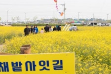 보리밭 사잇길 아련한 추억 군산 꽁당보리축제
