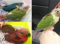 앵무새 분양 전문 ㈜토탈펫,  앵무새 사육 농장 시스템 구축