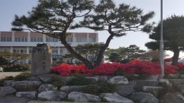 봄꽃향기 가득 고창군 신림면 행정복지센터