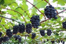 친환경 고품질 영천 포도 본격 출하