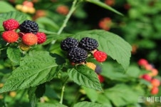 고창군, 복분자 산업 활성화 위해 올해 13억원 투입