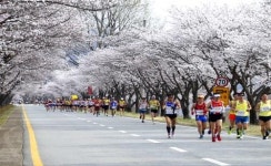 제18회 합천벚꽃마라톤대회 참가신청자 1만명 돌파