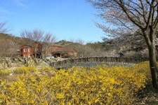 [포토] 고산 자연휴양림 봄