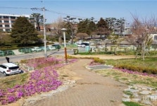 군산시, 도심속 힐링포인트 봄맞이 가로변 꽃식재