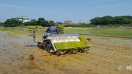 사천시 용현면 신복마을에서 첫 모내기 실시