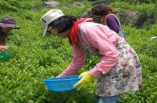 [하동군 브리핑] 화개골 삼신녹차마을서‘왕의 녹차’만들어요 등