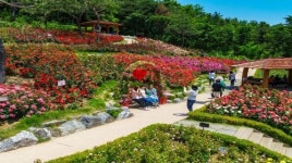 인천 계양산 장미원, 장미 개화