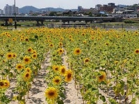 영천시, “알록달록 꽃보러 금호강변 놀러 오세요”