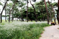 [의령군 브리핑] 제3회 시오리솔밭길 걷기 행사 개최 등