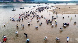 황금재첩 찾으러 알프스하동 섬진강으로 가자