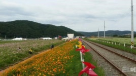 [하동군 브리핑] 하동 북천 코스모스·메밀꽃 축제 폐막 등