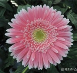 경남농기원, 거베라 육성품종 ‘문비치’ ‘썬스파’
