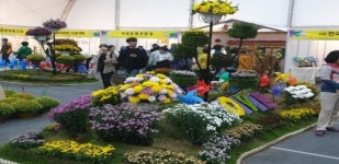 경남화훼 육성품종, 마산가고파국화축제장 인기