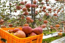 남원 명품 후지사과…마무리 수확준비 한창