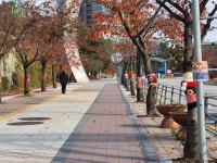 용인시, 구갈동 청사 주변 가로수 30그루에 뜨게옷 입혀