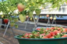 진주시, 부강한 농업 육성 위한 각종 지원사업 시행