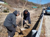 [거창군 브리핑] 거창군 북상면 심동마을 진입로 벚꽃길 조성 등