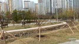 수원 영통구, ‘봄기운 만끽’다산공원 수목식재