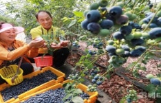 [포토] 함양군, 항노화에 좋은 블부베리 수확