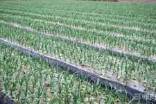 정읍시, “양파·마늘 의무자조금 단체가입 서두르세요”