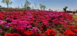 “봄이 왔어요”  인천 남동구, 아시아드선수촌공원 꽃 만개